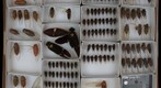 Cicadidae 4
