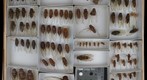 Cicadidae 5