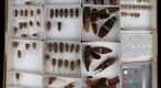Cicadidae 6