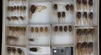 Cicadidae 7