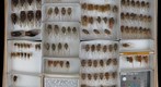 Cicadidae 8