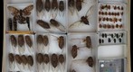 Cicadidae 9