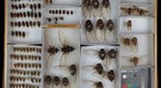 Cicadidae 10
