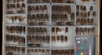 Cicadidae 11
