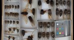Cicadidae 15