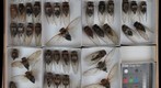 Cicadidae 16