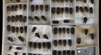 Cicadidae 17