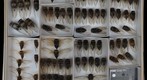 Cicadidae 16.1