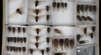 Cicadidae 18