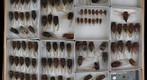 Cicadidae 19