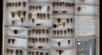 Cicadidae 14