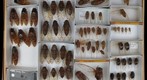 Cicadidae 13