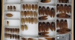 Cicadidae 12