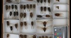 Cicadidae 20