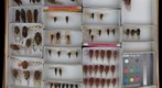 Cicadidae 21