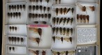 Cicadidae 22 / Tettigarctidae