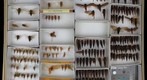 Cicadidae 24