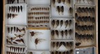 Cicadidae 25