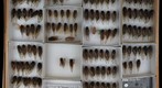 Cicadidae 29