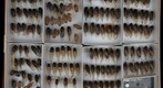 Cicadidae 26