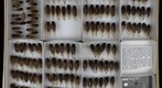 Cicadidae 28