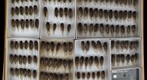 Cicadidae 30