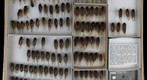 Cicadidae 31