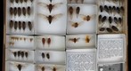 Cicadidae 32