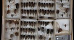 Cicadidae Receiving 1