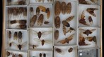 Cicadidae Receiving 2