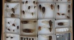Cicadidae Receiving 3