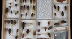 Cicadidae Receiving 4