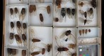 Cicadidae Receiving 5