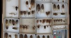 Cicadidae Receiving 6