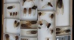 Cicadidae Receiving 7