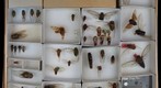 Cicadidae Receiving 8
