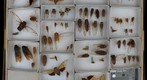 Cicadidae Receiving 9