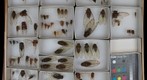 Cicadidae Receiving 11