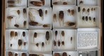 Cicadidae Receiving 12