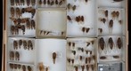 Cicadidae Receiving 13