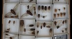 Cicadidae Receiving 10