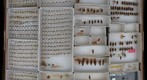 Cercopidae 16 / Aphrophoridae 6