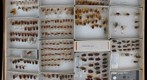 Cercopidae (s.s.) 3