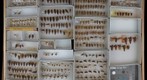 Cercopidae 17 / Aphrophoridae 7