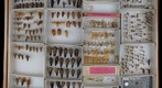 Cercopidae 18 / Aphrophoridae 8 / Machaerotidae