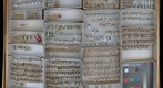 Cercopidae 9 / Clastopteridae 1