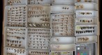 Cercopidae 13 / Aphrophoridae 3