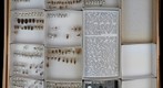 Cercopidae Receiving 6