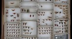 Cercopidae Receiving 2