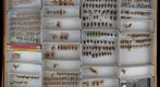 Cercopidae 11 / Clastopteridae 3 / Aphrophoridae 1